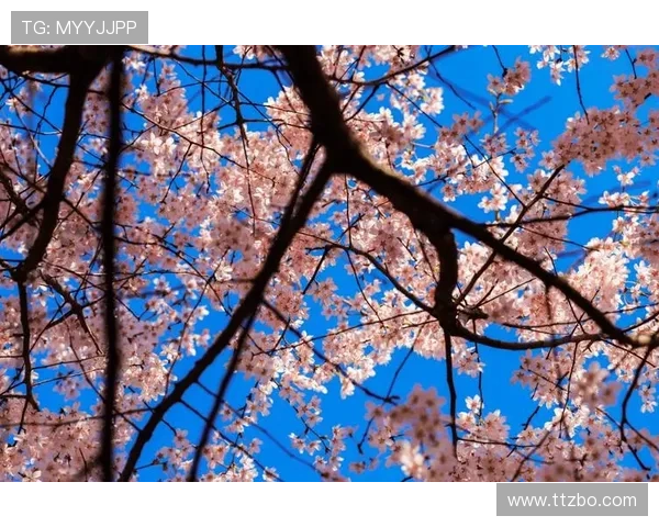 樱花绽放时我们相遇在爱与时光交错的旅程中 樱花绽放时我们相遇在爱与时光交错的旅程中